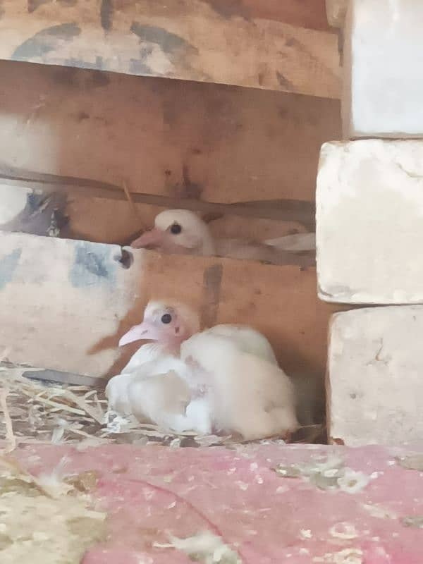 Imported Pegion Different Breeder pair for sale in Islamabad 6