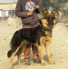 german shepherds female for sale