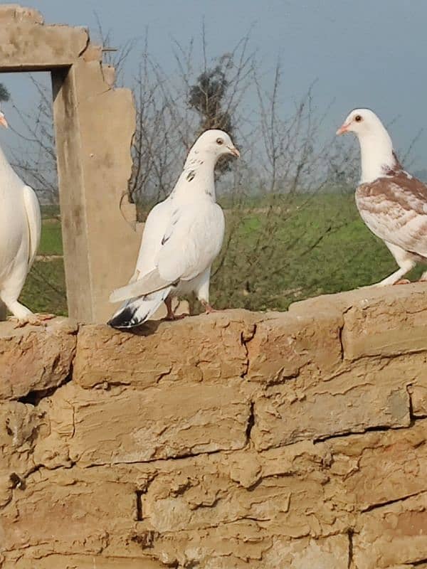 pigeon for sall whatasap number 03476353810 2