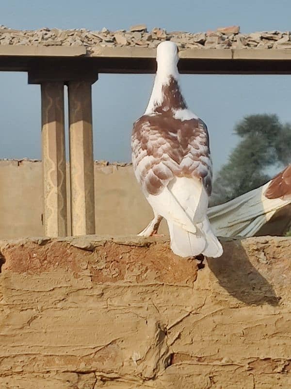 pigeon for sall whatasap number 03476353810 3