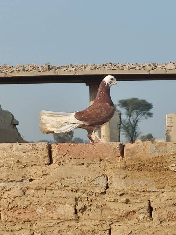 pigeon for sall whatasap number 03476353810 5