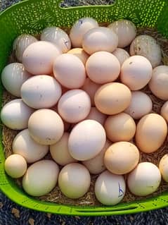 ayam cemani fertile eggs available