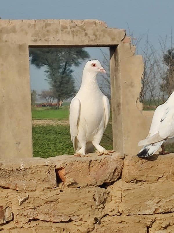 pigeon for sall whatasap number 03476353810 7