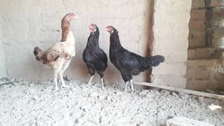 Egg Laying and healthy hens (mughriyan) for sale