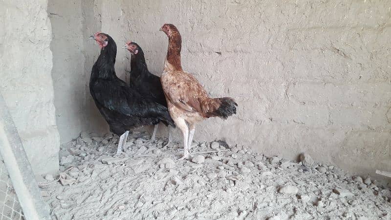 Egg Laying and healthy hens (mughriyan) for sale 1