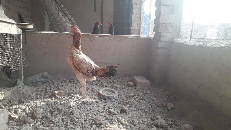 Egg Laying and healthy hens (mughriyan) for sale 2