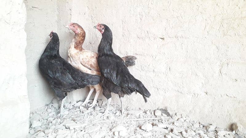 Egg Laying and healthy hens (mughriyan) for sale 3