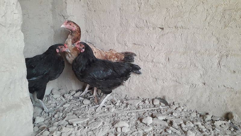 Egg Laying and healthy hens (mughriyan) for sale 4