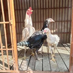 Pure mix aseel trio set for sale male sindhi. female heera and sindhi.