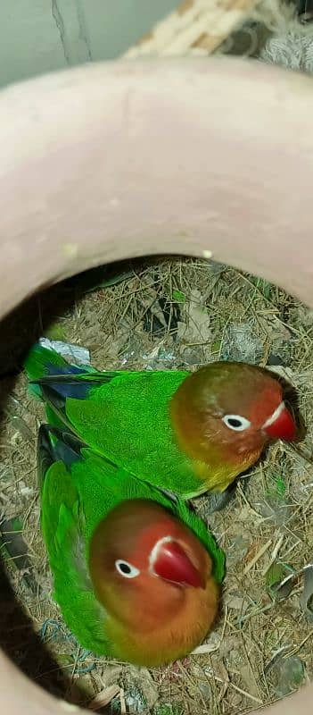 Lovebird Fischer Pair 0