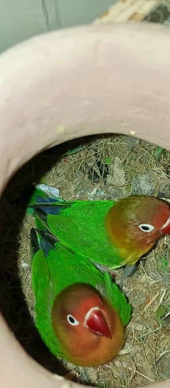 Lovebird Fischer Pair 3