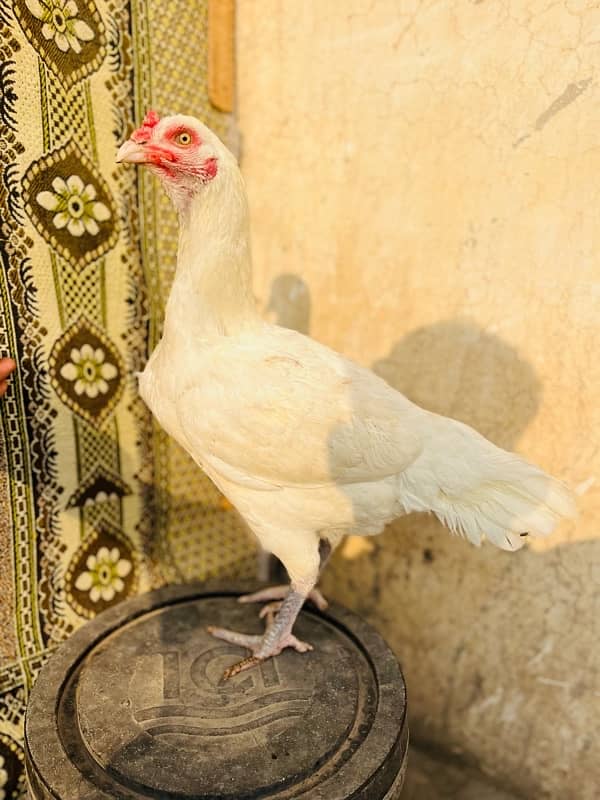 white heera breder female 4