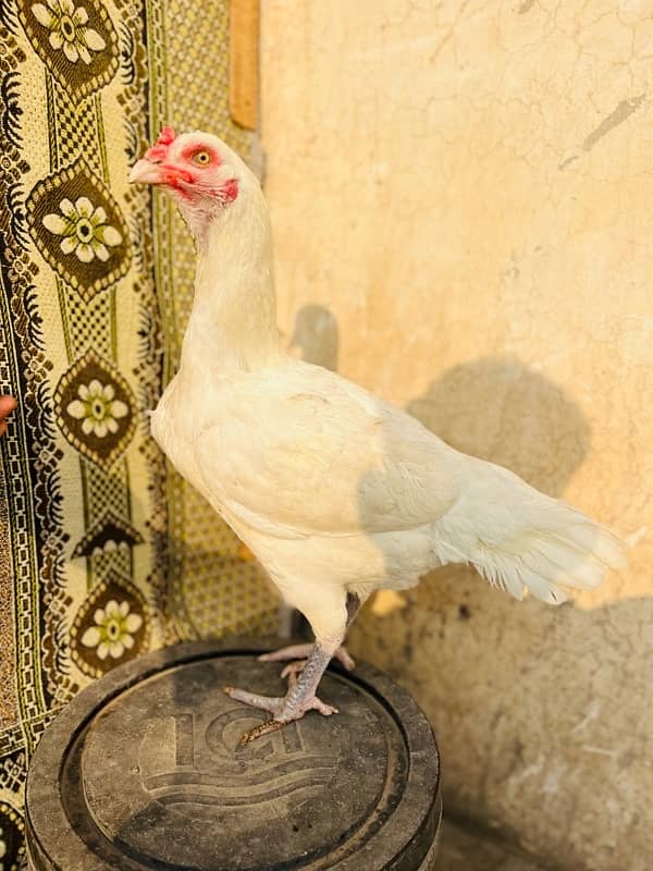 white heera breder female 5