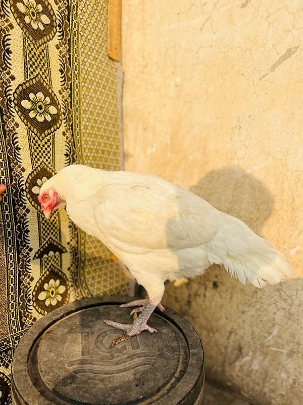 white heera breder female 6