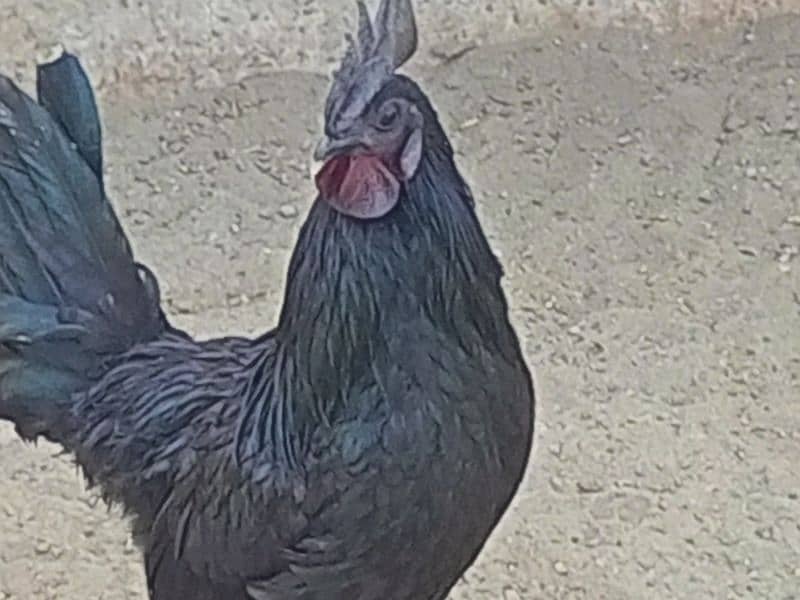 ayam cemani fertile eggs available 5