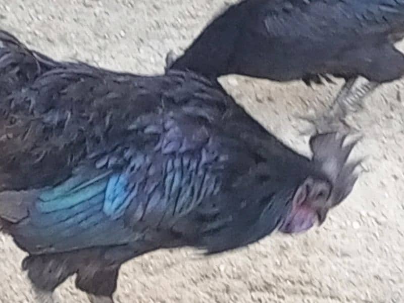 ayam cemani fertile eggs available 6