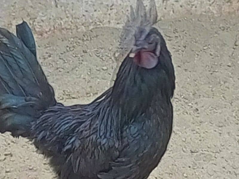 ayam cemani fertile eggs available 7