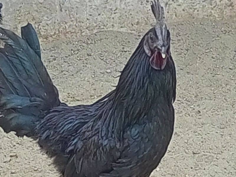 ayam cemani fertile eggs available 8