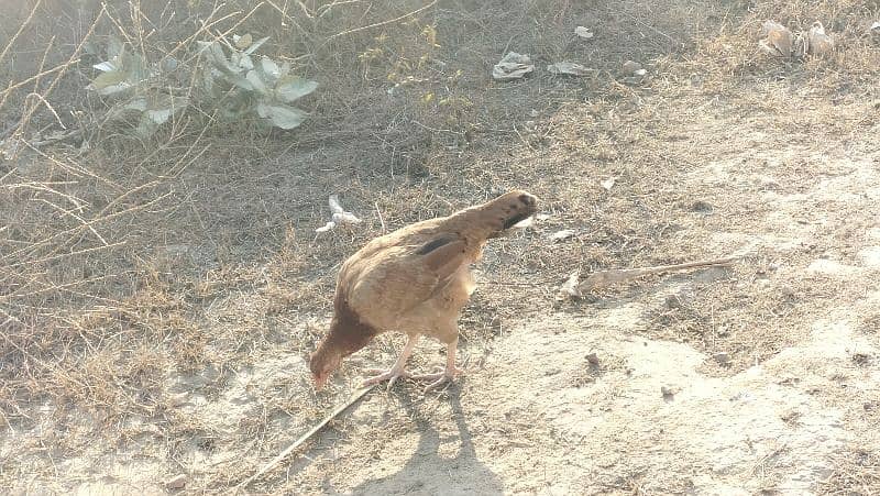 Desi Kurak wali or Ando wali starter murghyian 4