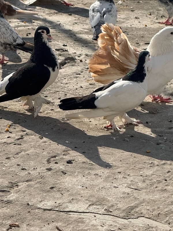 danish breeder pair 1