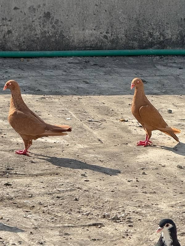 danish breeder pair 2