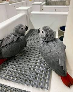 African grey parrot chicks for sale 03266622249