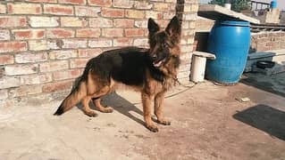 German shepherd female