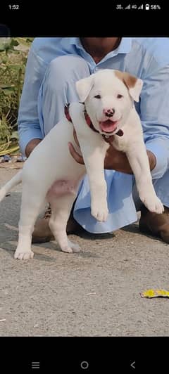 Bully Gultair Puppy For Sale / Bully Gultair Breed