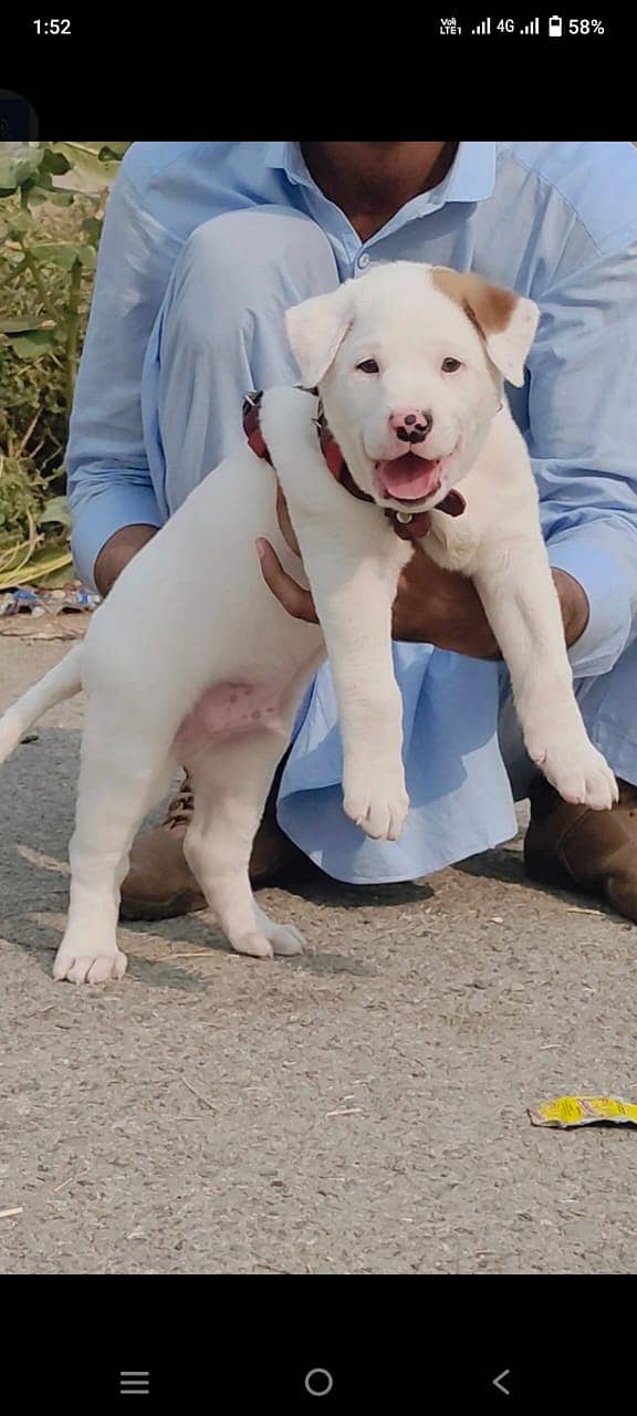 Bully Gultair Puppy For Sale / Bully Gultair Breed 0