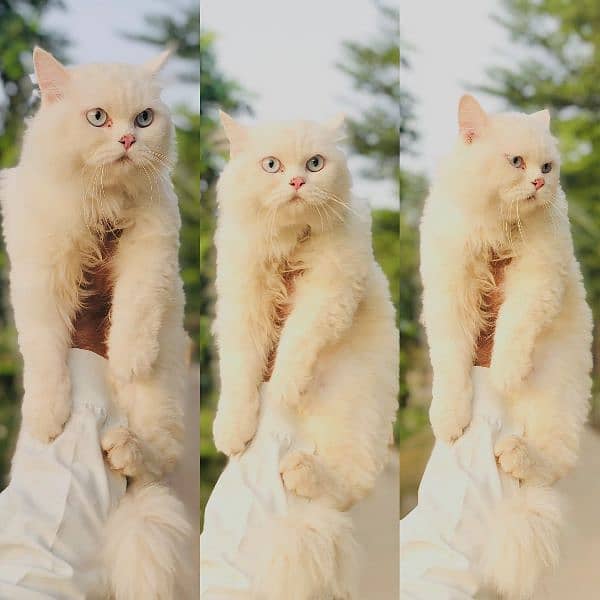 Persian kittens and adult cats 1