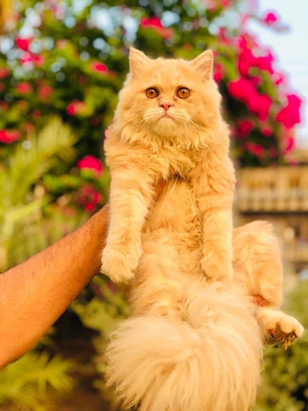 Persian kittens and adult cats 2