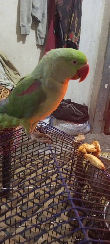 raw green  talking parrot 0