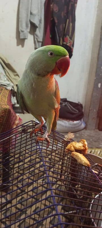 raw green  talking parrot 1