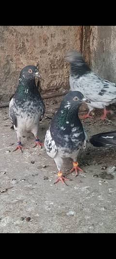 pigeon kabutar kabotar