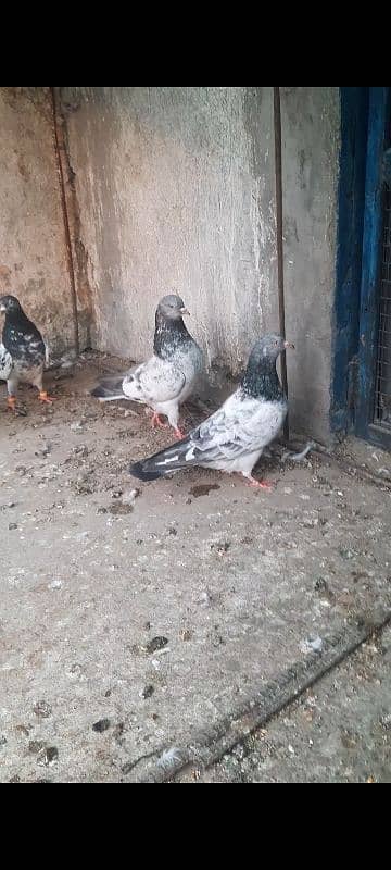 pigeon kabutar kabotar 1