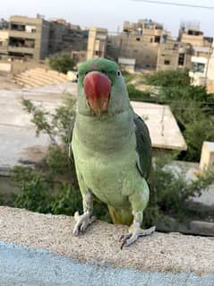 alexander parrot (Pahari Tota)