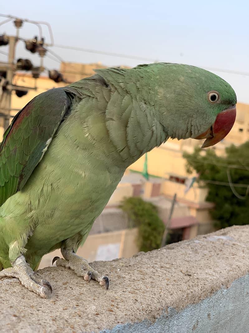 alexander parrot (Pahari Tota) 1