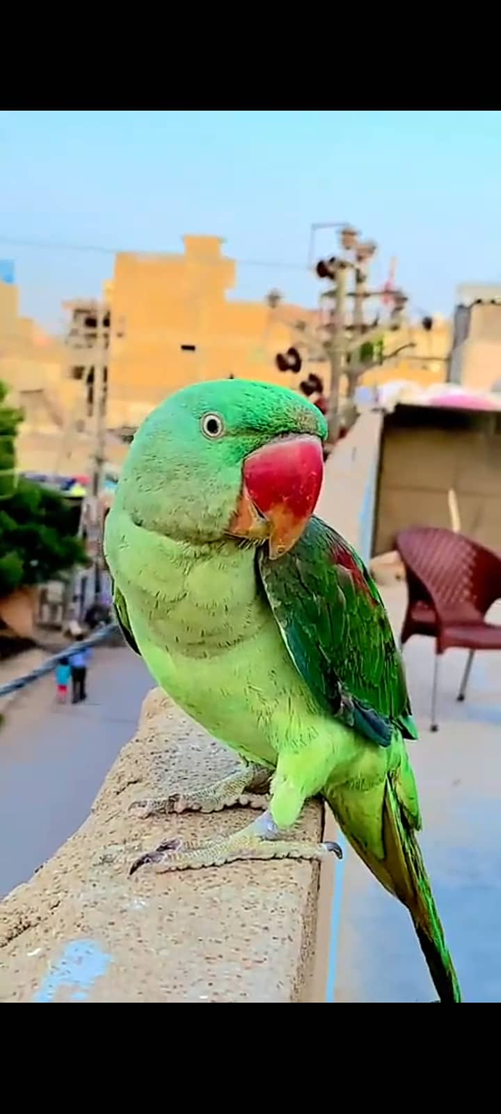 alexander parrot (Pahari Tota) 2