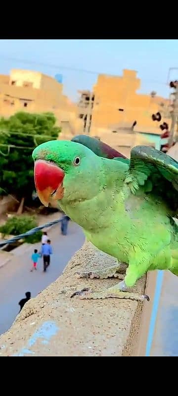 alexander parrot (Pahari Tota) 4