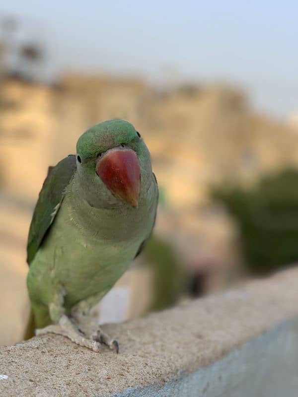 alexander parrot (Pahari Tota) 5