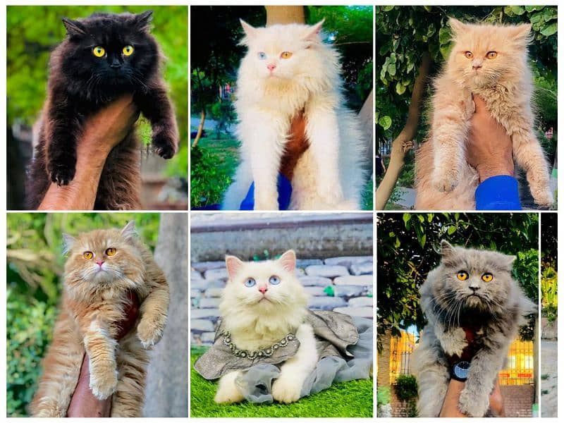 Persian kittens and adult cats 0