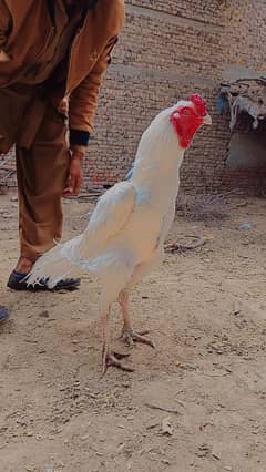 White Heera murga for sale.