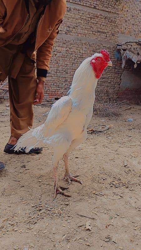 White Heera murga for sale. 0