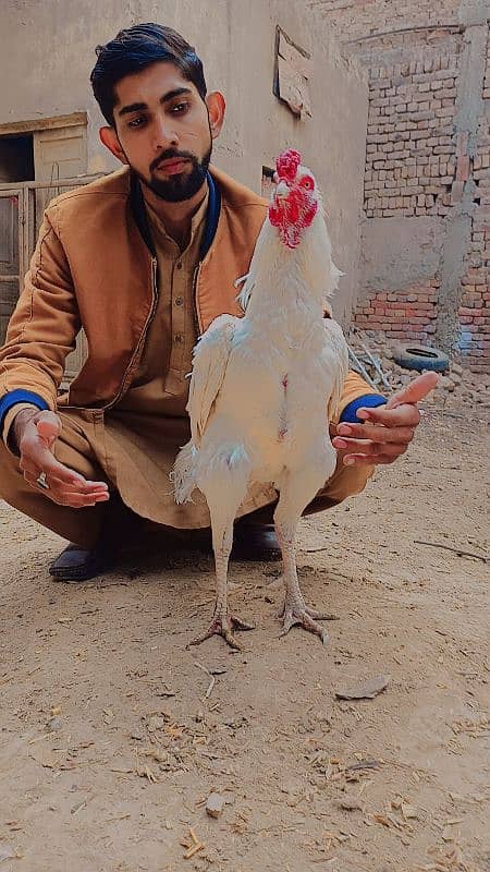 White Heera murga for sale. 1