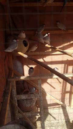 jawa, cage and other birds for sale