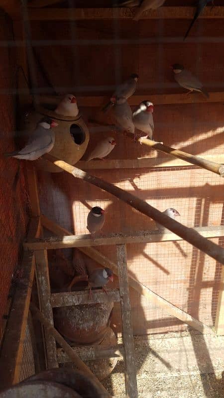 jawa, cage and other birds for sale 0