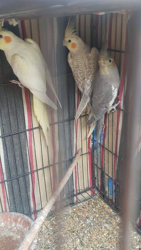 jawa, cage and other birds for sale 1