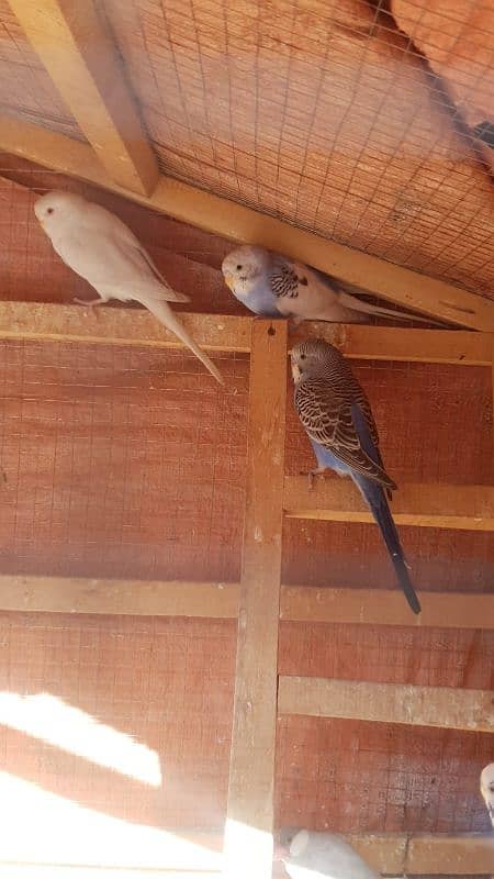 jawa, cage and other birds for sale 2