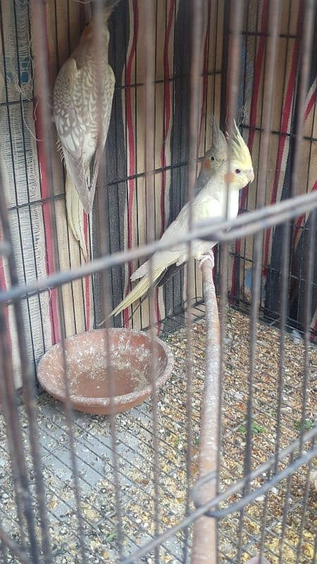 jawa, cage and other birds for sale 3