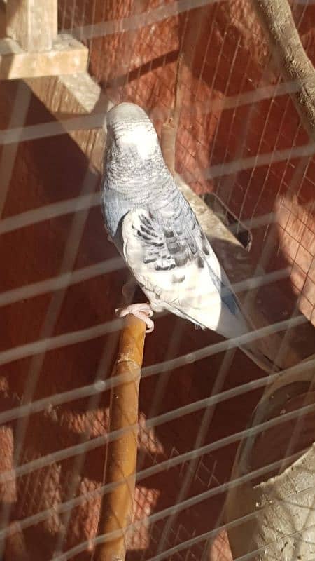 jawa, cage and other birds for sale 6